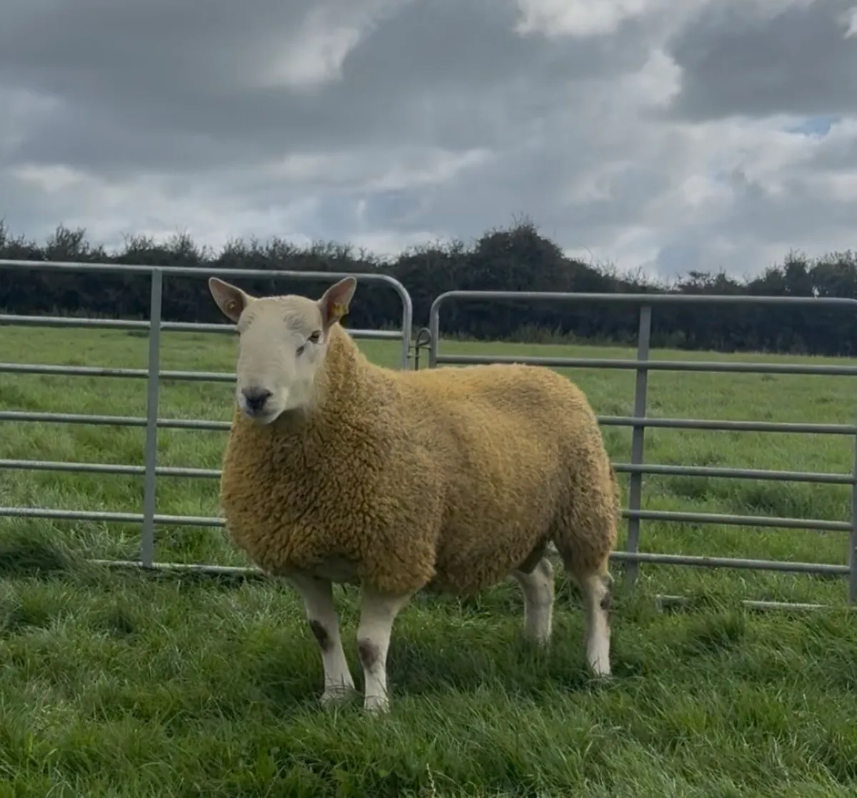 North country Cheviot hogget rams - Image 3