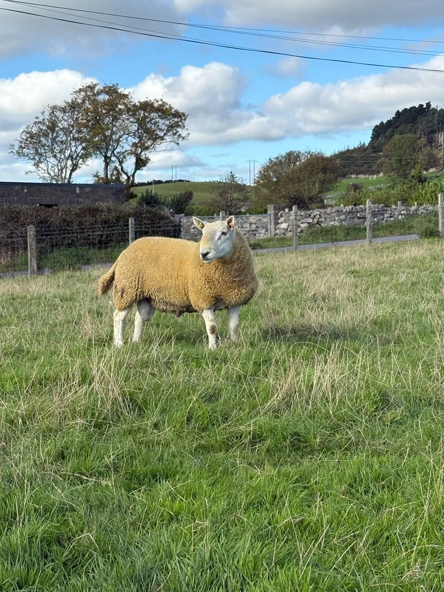North country Cheviot hogget rams - Image 2