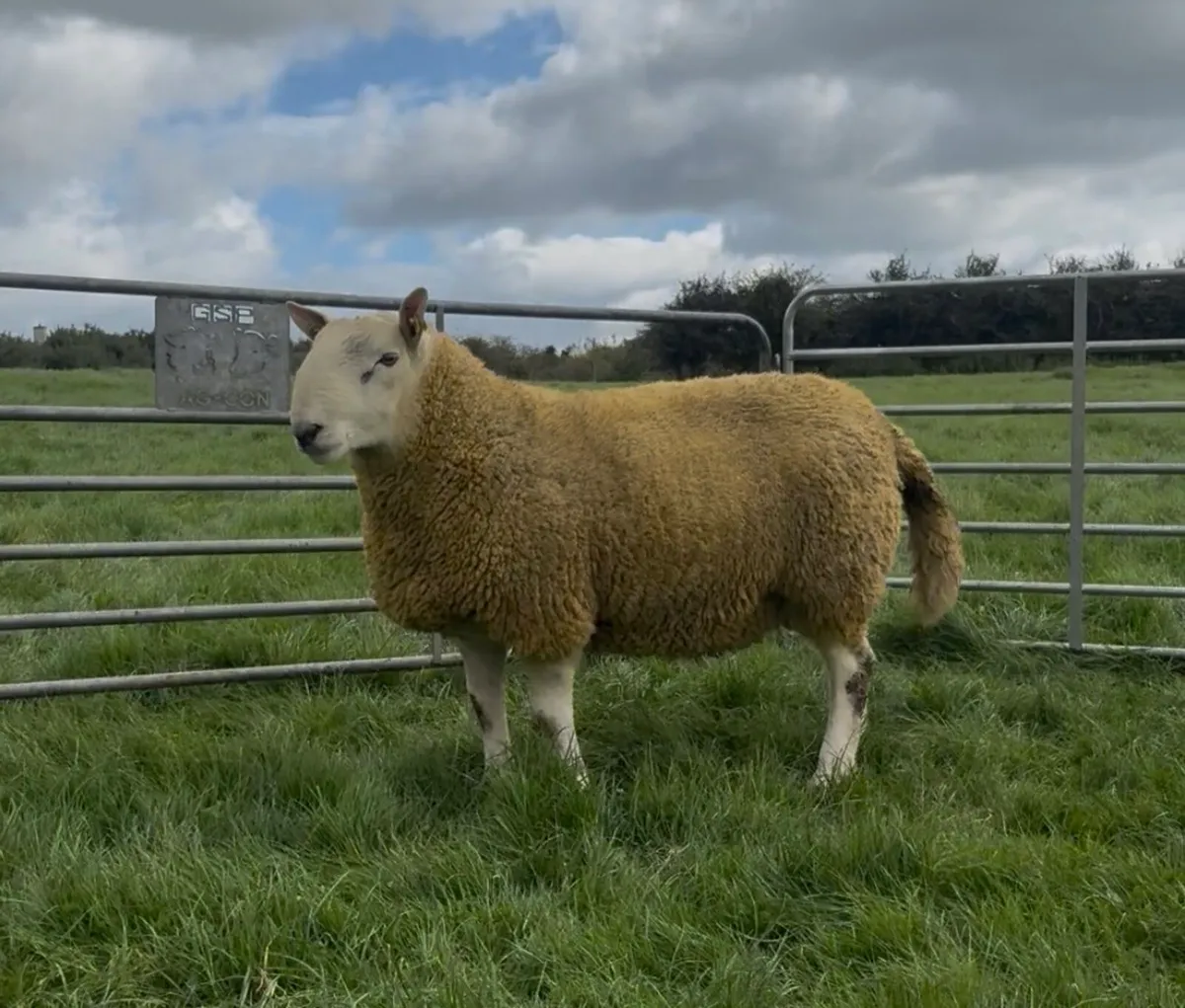 North country Cheviot hogget rams - Image 4