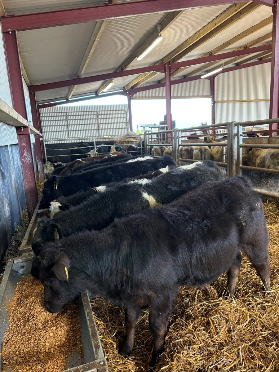 10 smashing 200kg bull Weanlings - Image 1