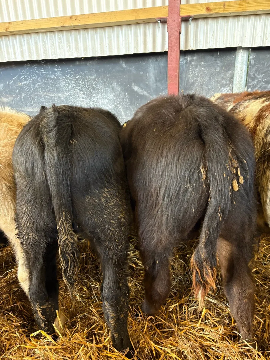 10 smashing 200kg bull Weanlings - Image 3