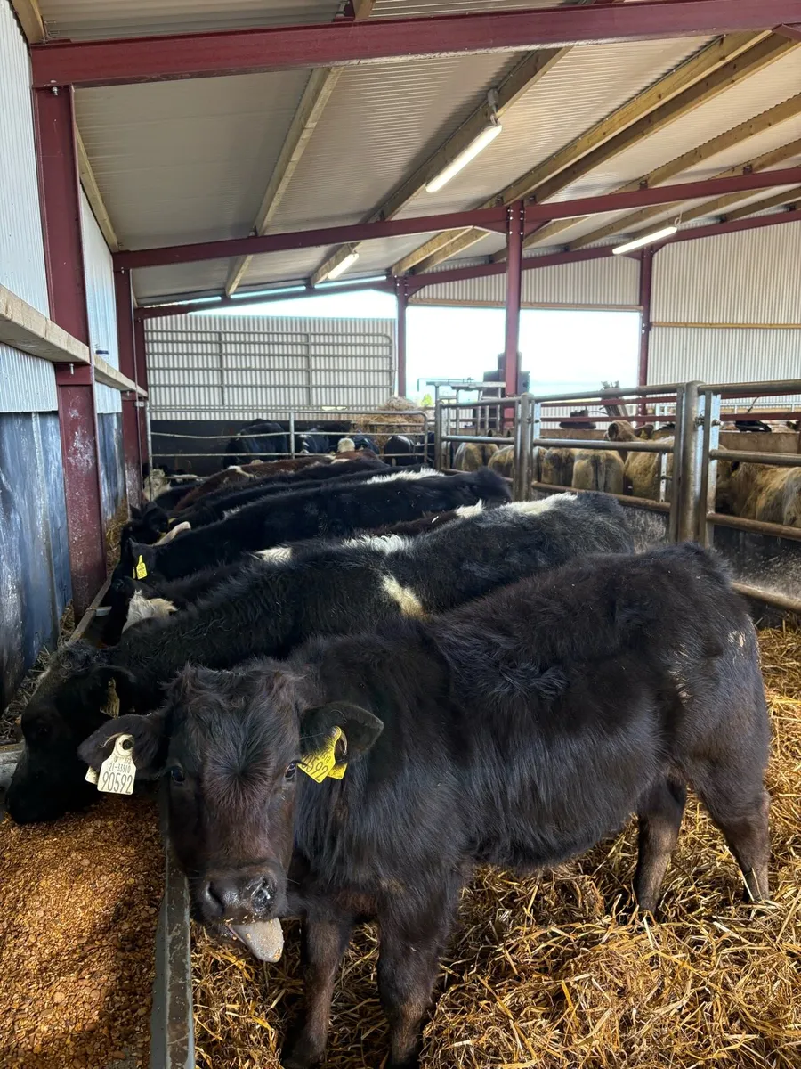 10 smashing 200kg bull Weanlings - Image 4