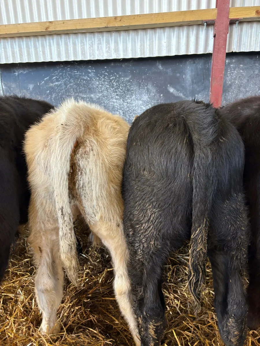 10 smashing 200kg bull Weanlings - Image 2
