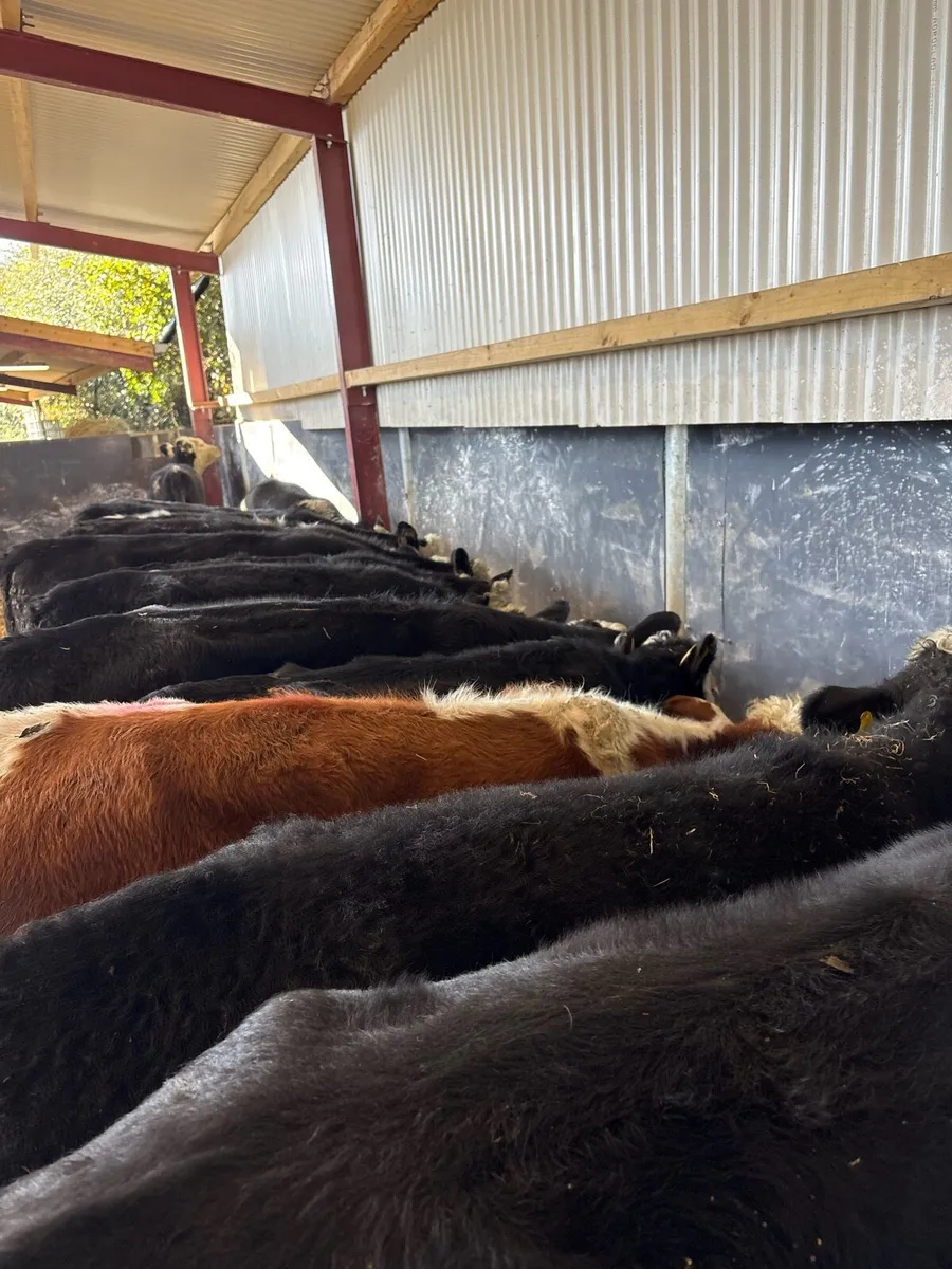 16 super 230kg Hereford heifers 🔥 - Image 2