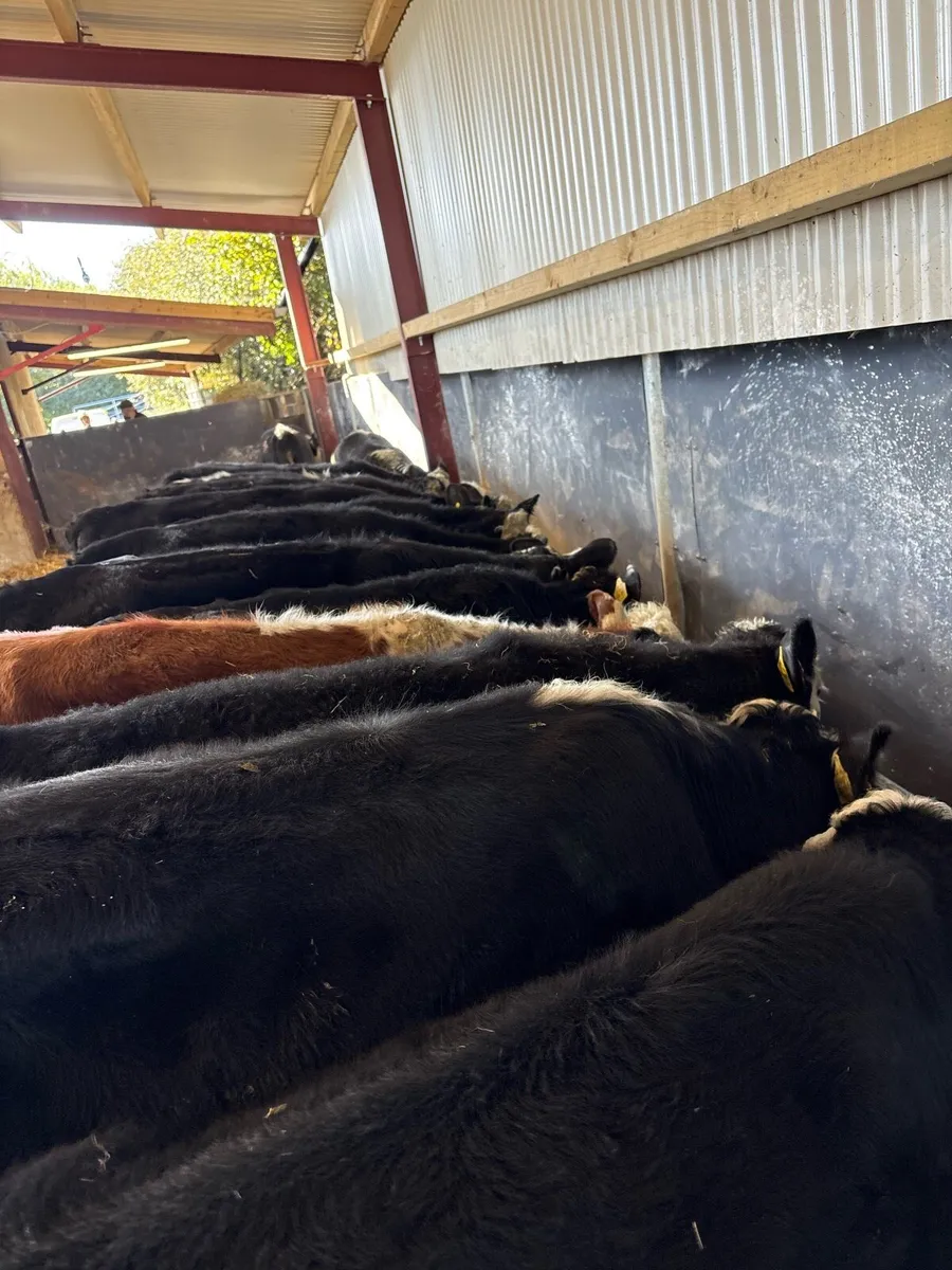 16 super 230kg Hereford heifers 🔥 - Image 3