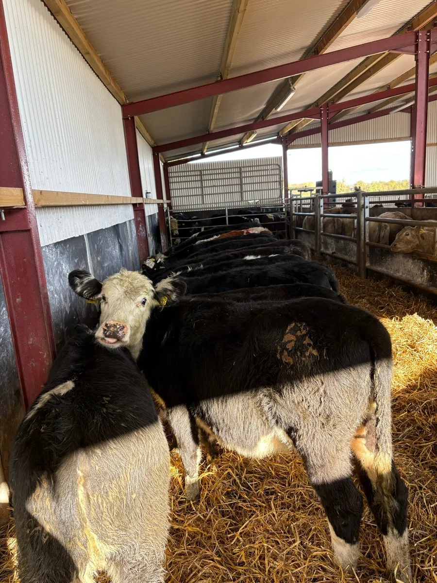 16 super 230kg Hereford heifers 🔥 - Image 4