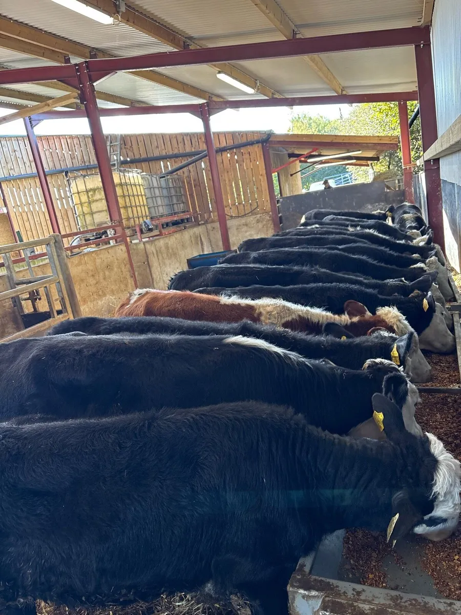 16 super 230kg Hereford heifers 🔥 - Image 1