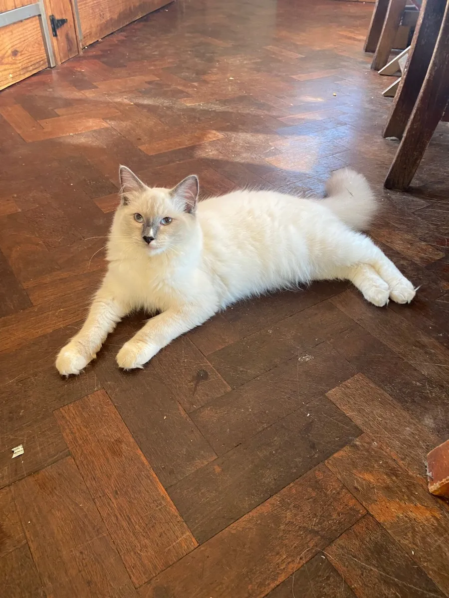 GCCFI Ragdoll kitten - Image 2