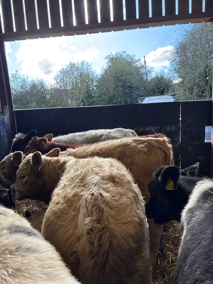 11 super 220kg continental bred heifers - Image 3
