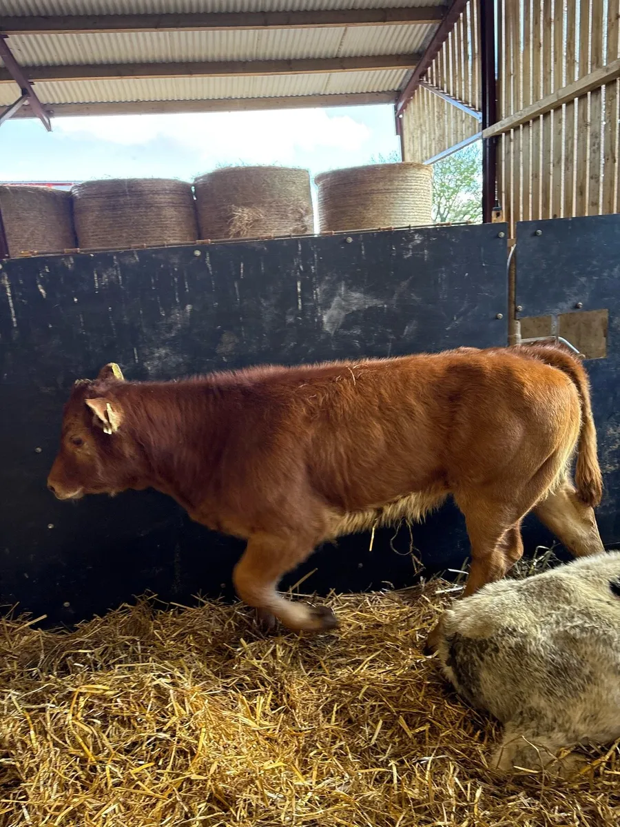 11 super 220kg continental bred heifers - Image 4