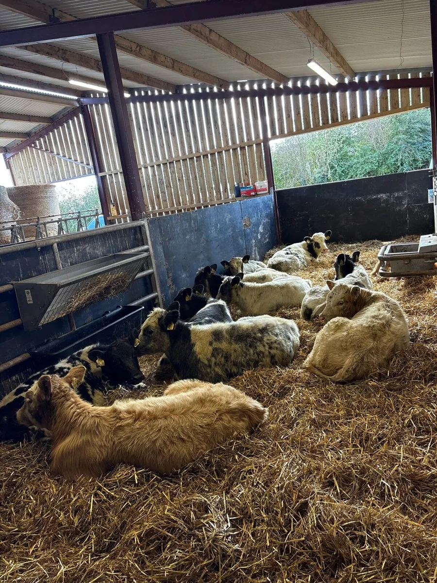 11 super 220kg continental bred heifers - Image 1