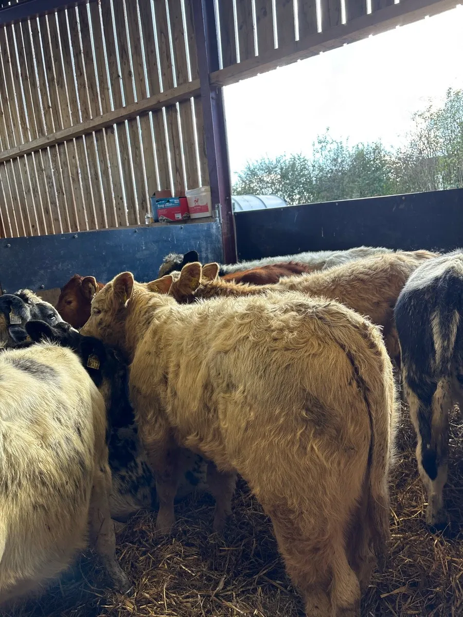 11 super 220kg continental bred heifers - Image 2