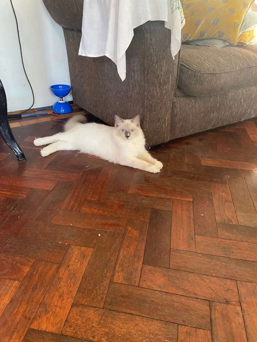 GCCFI Ragdoll kitten - Image 3