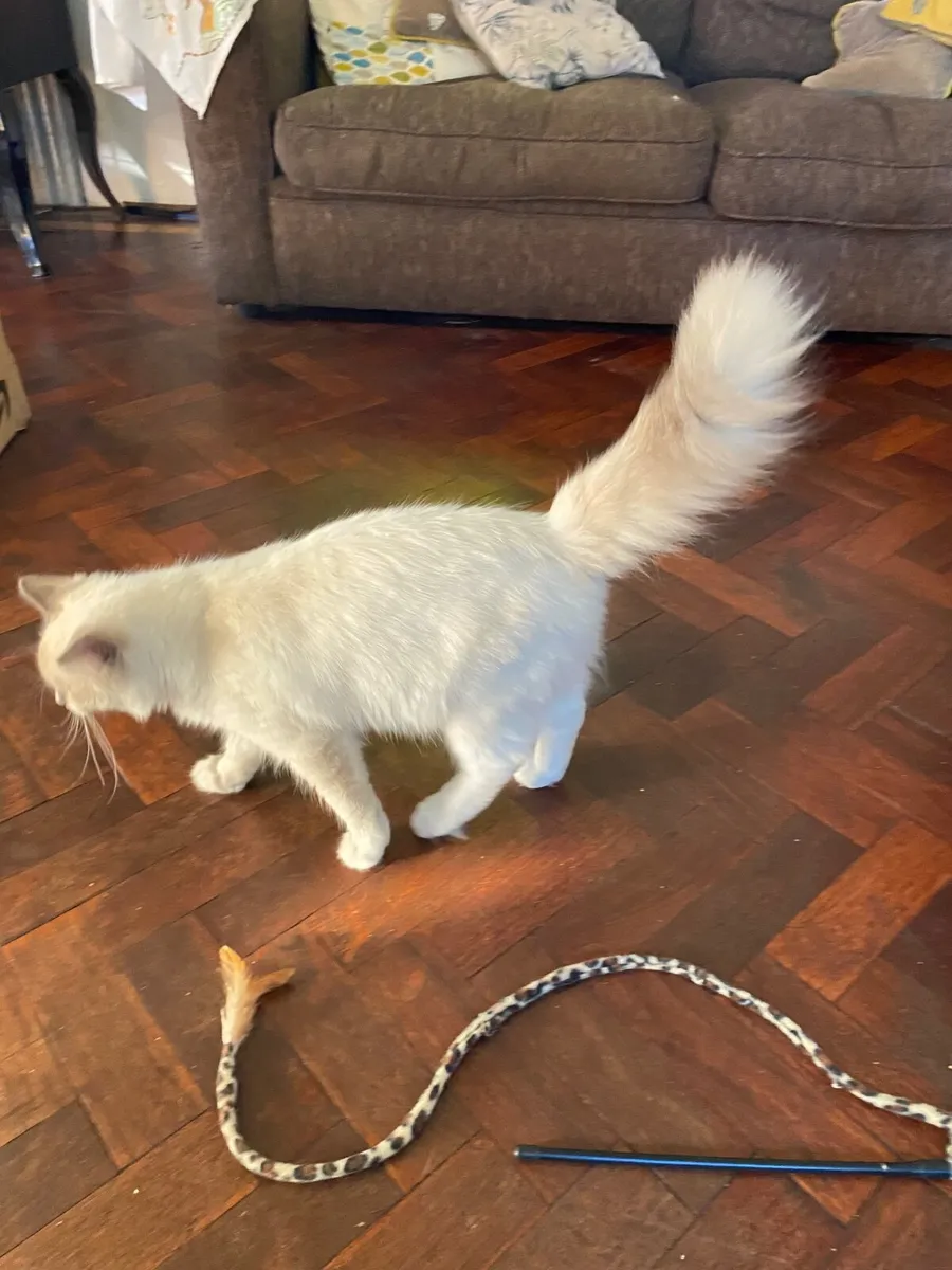 GCCFI Ragdoll kitten - Image 4
