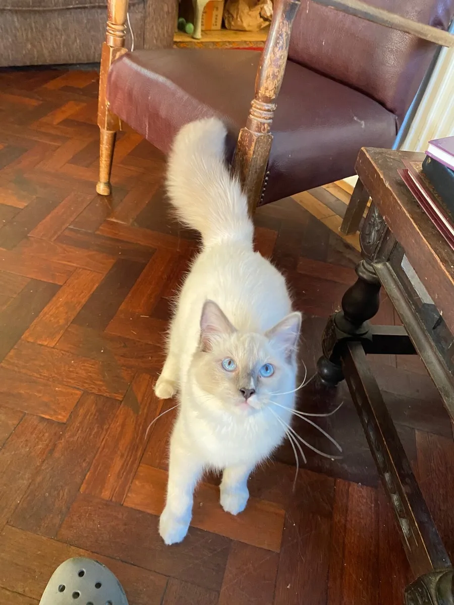 GCCFI Ragdoll kitten - Image 1