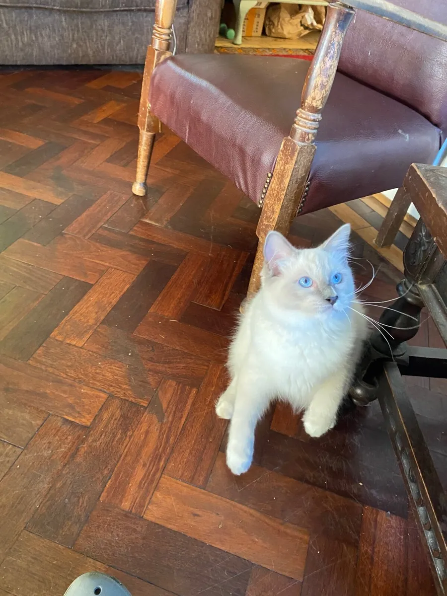 GCCFI Ragdoll kittens - Image 3