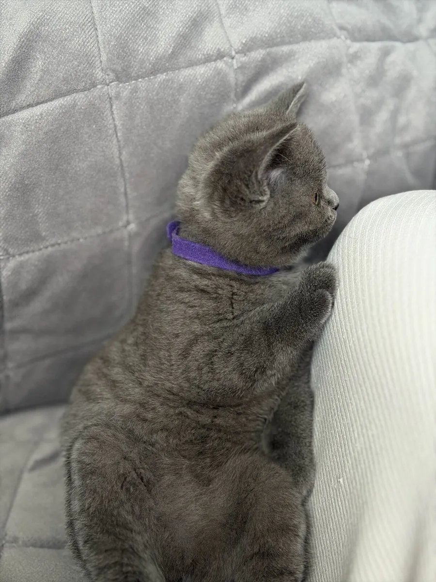British short hair kitten - Image 2