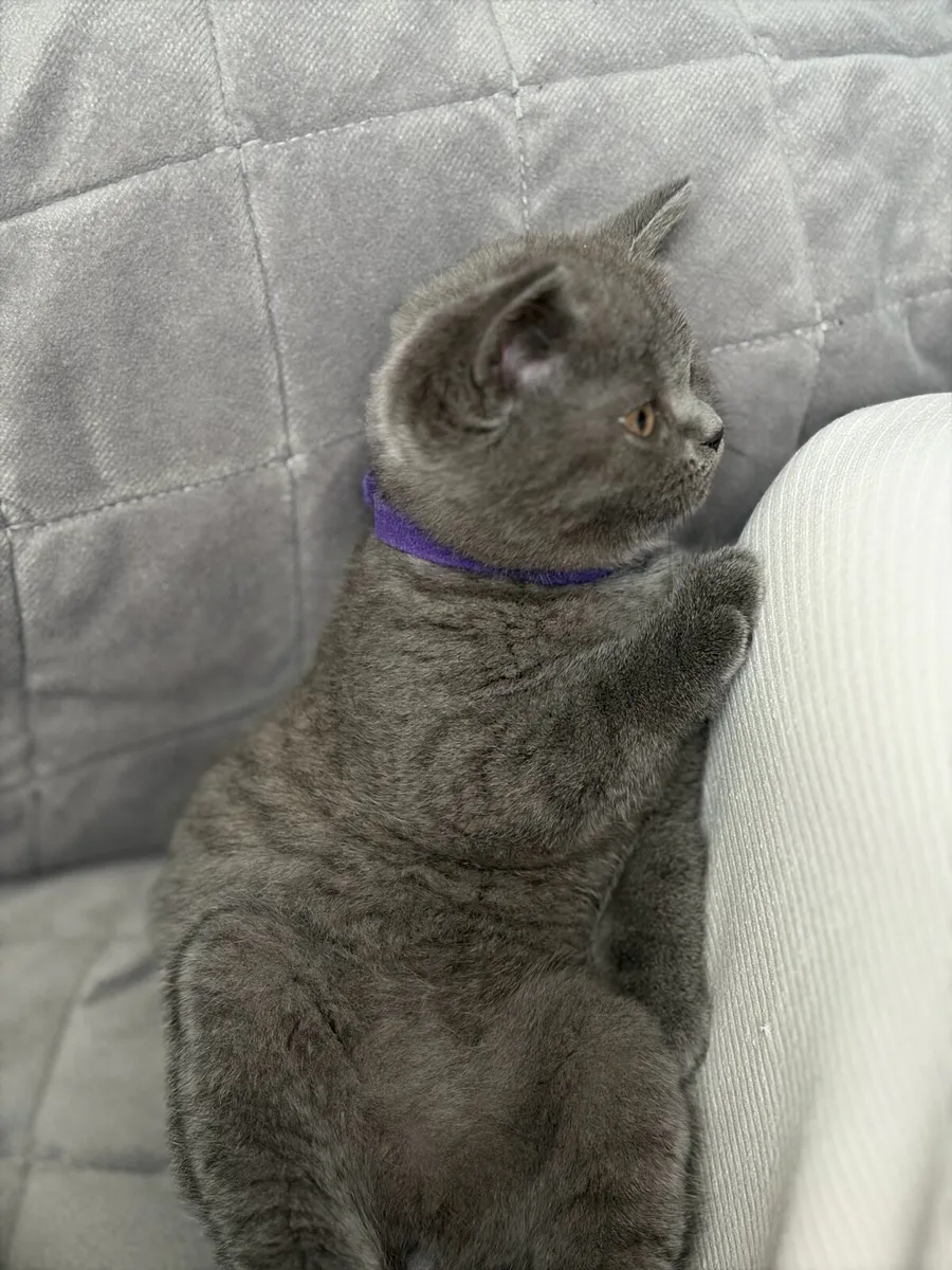 British short hair kitten - Image 3