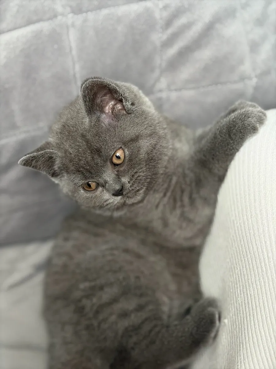 British short hair kitten - Image 4