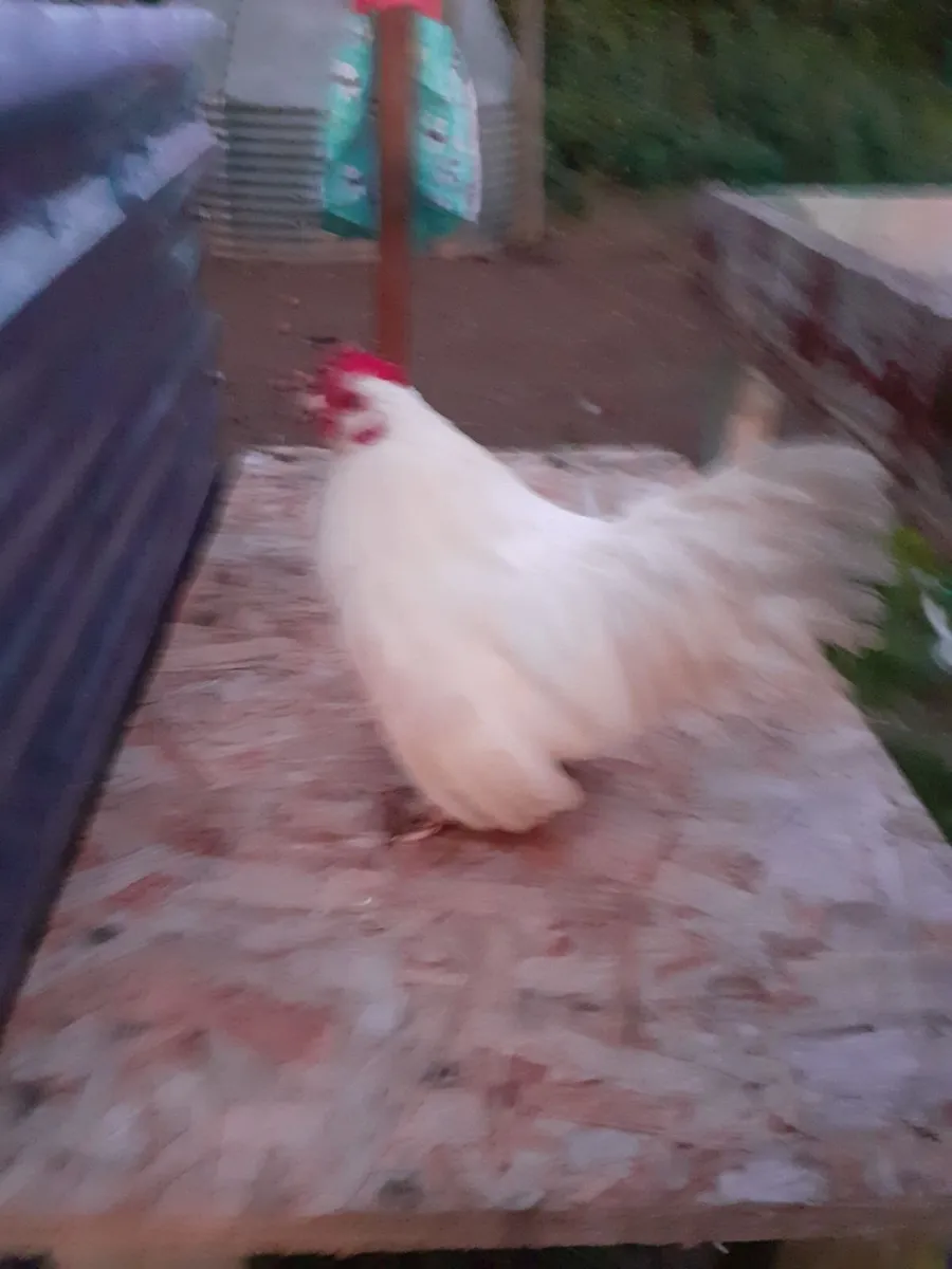 Poultry - Image 2