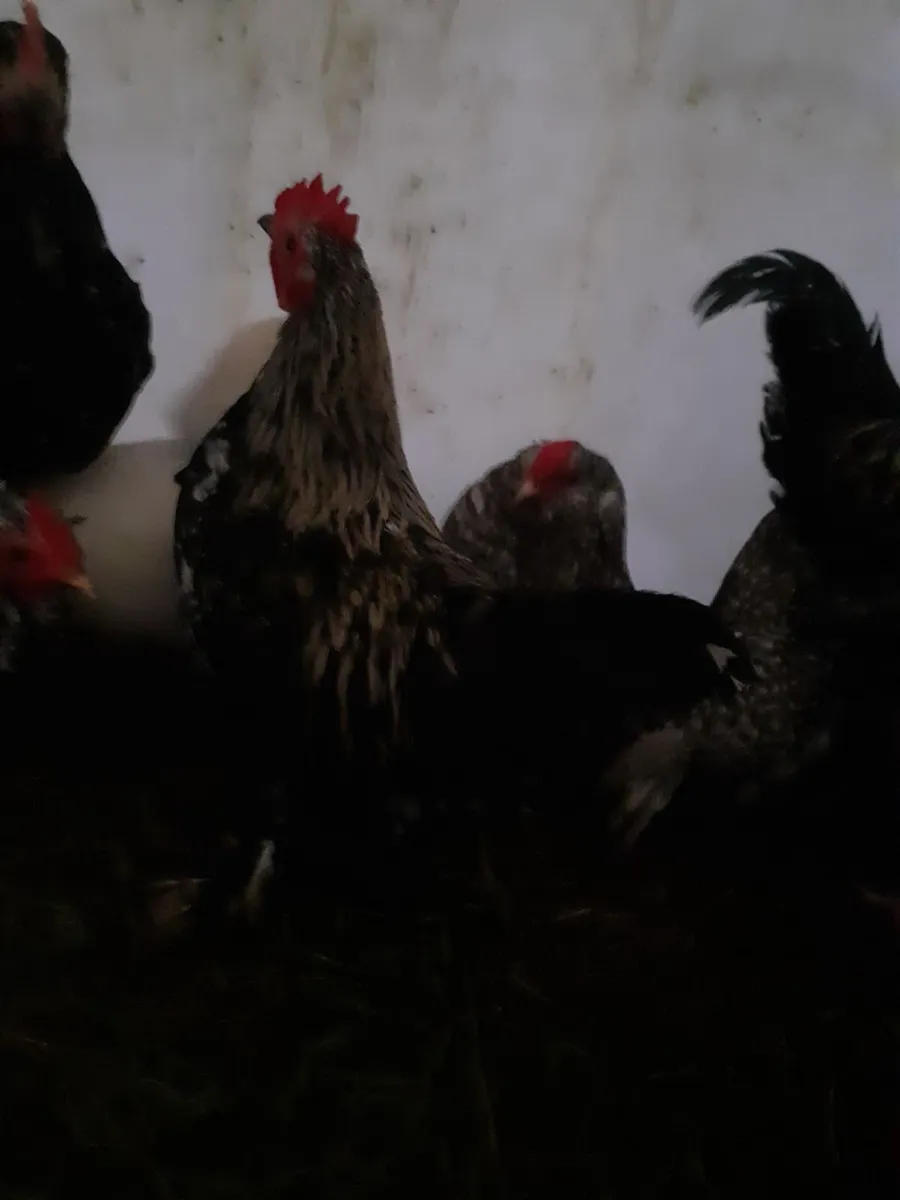 Poultry - Image 4