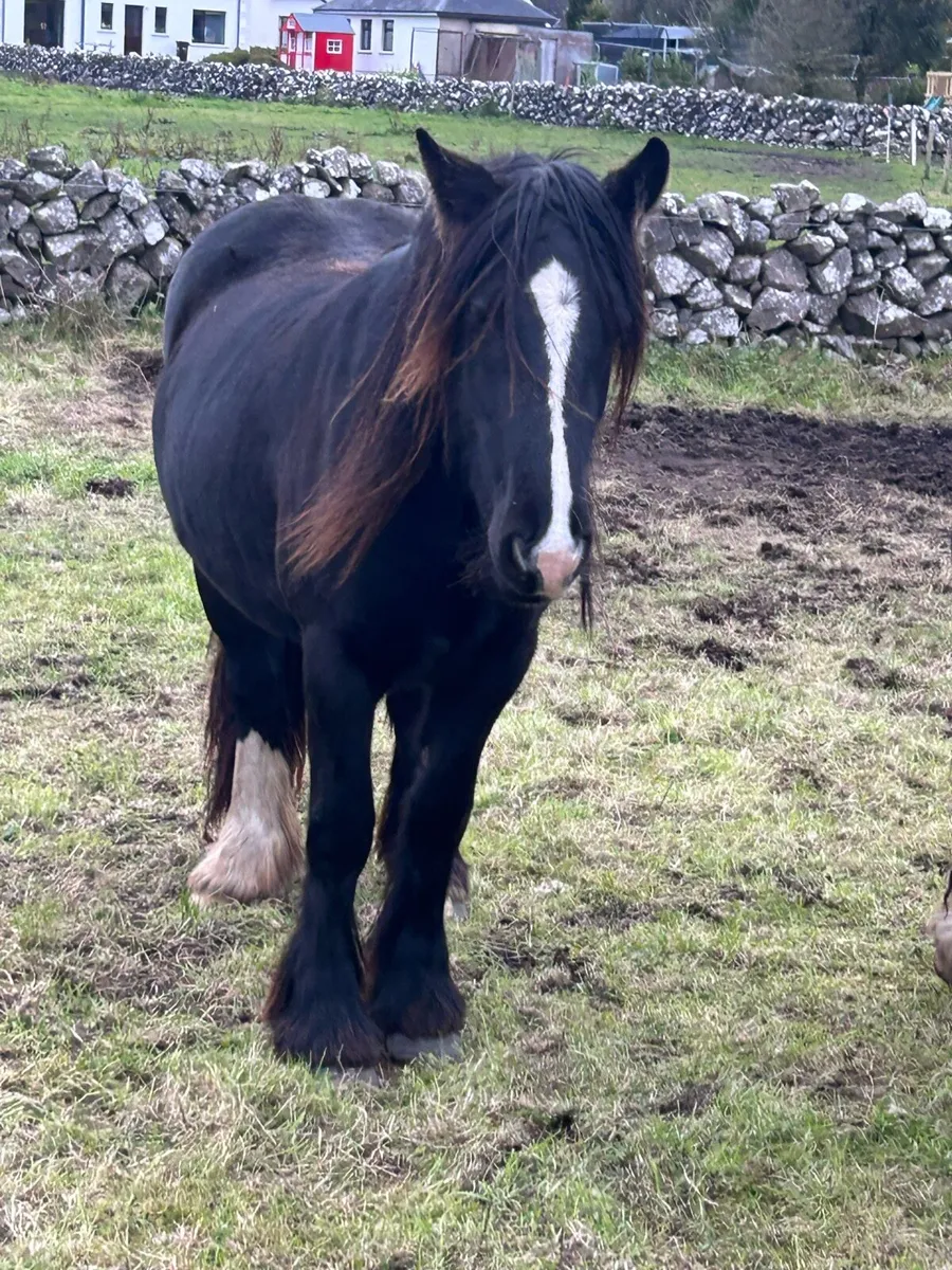 filly - Image 3