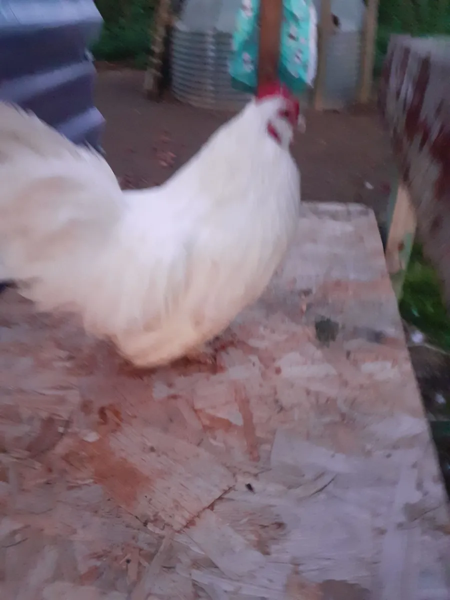 Poultry - Image 1