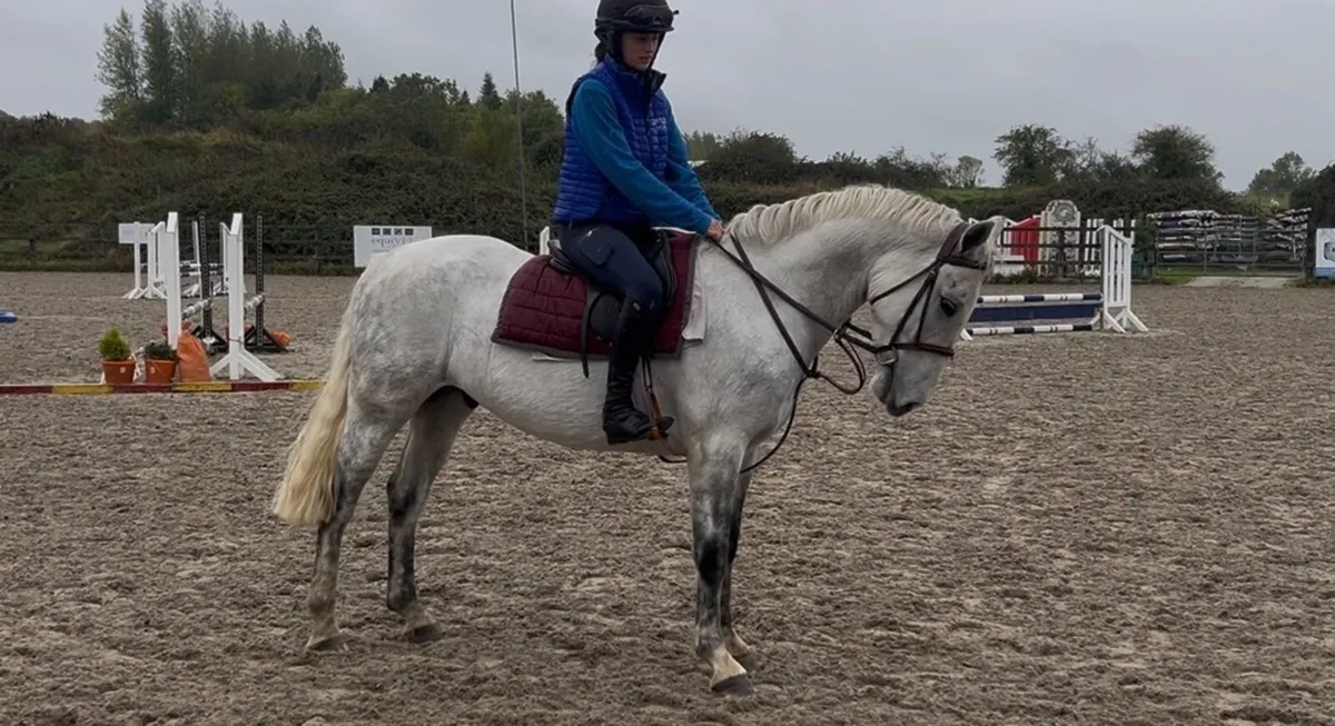 148cm 4yo Connemara gelding - Image 3