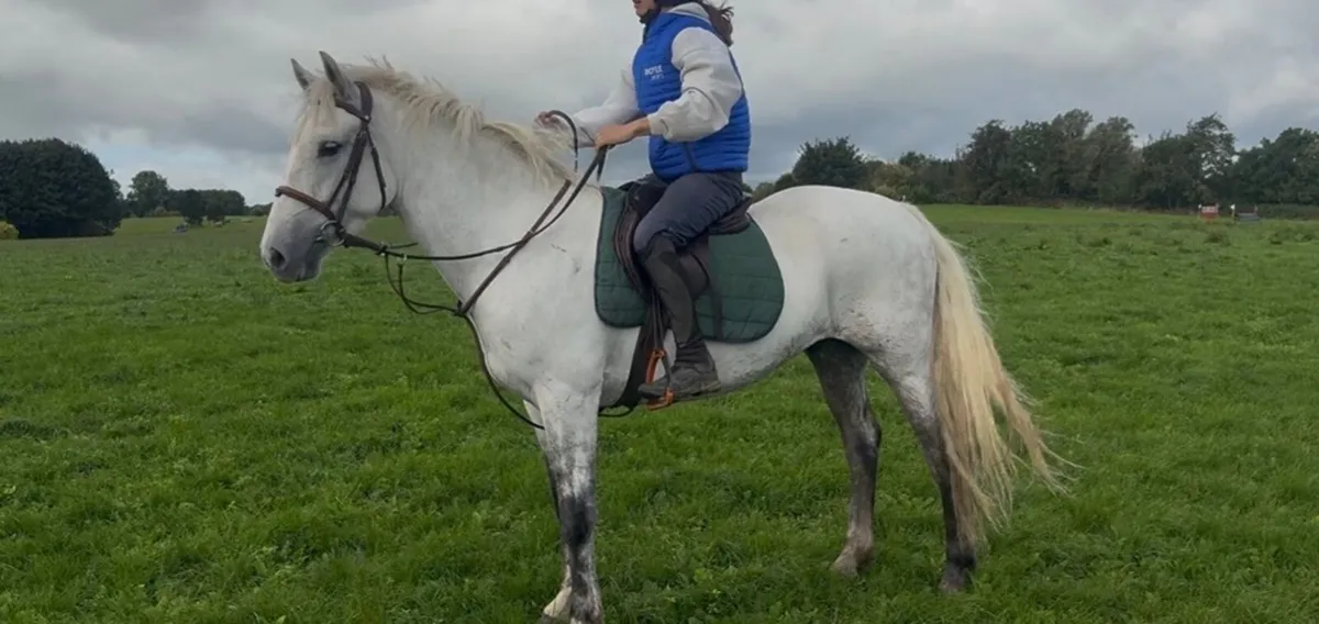 148cm 4yo Connemara gelding - Image 1