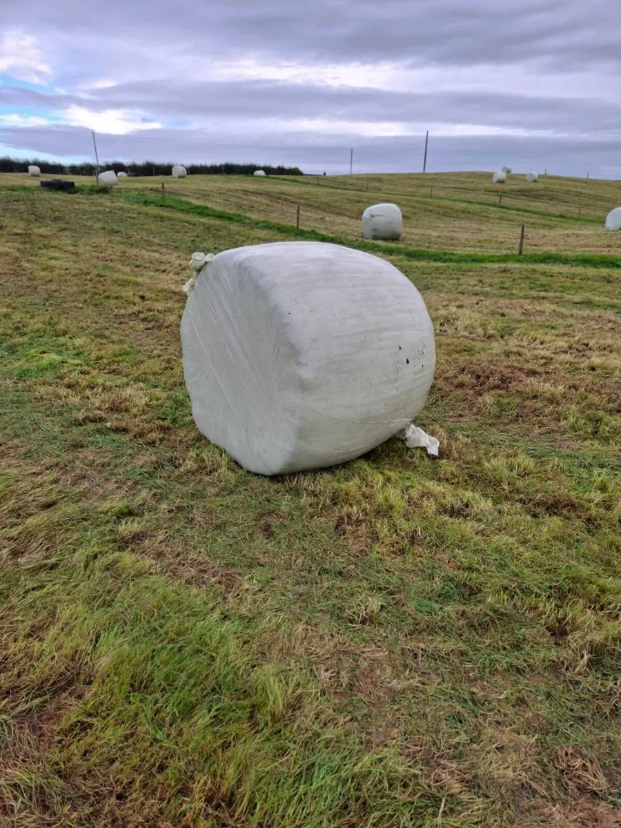 Silage bales - Image 1