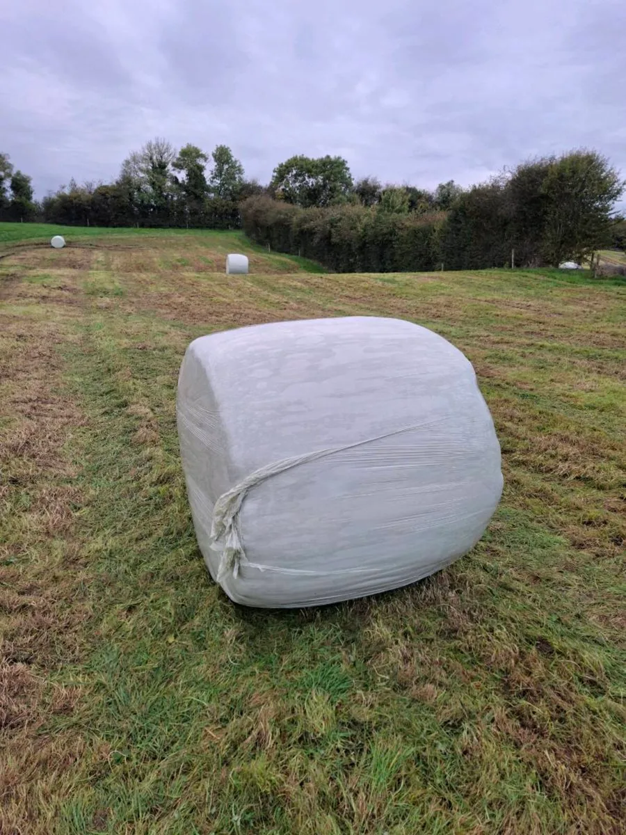 Silage bales - Image 2