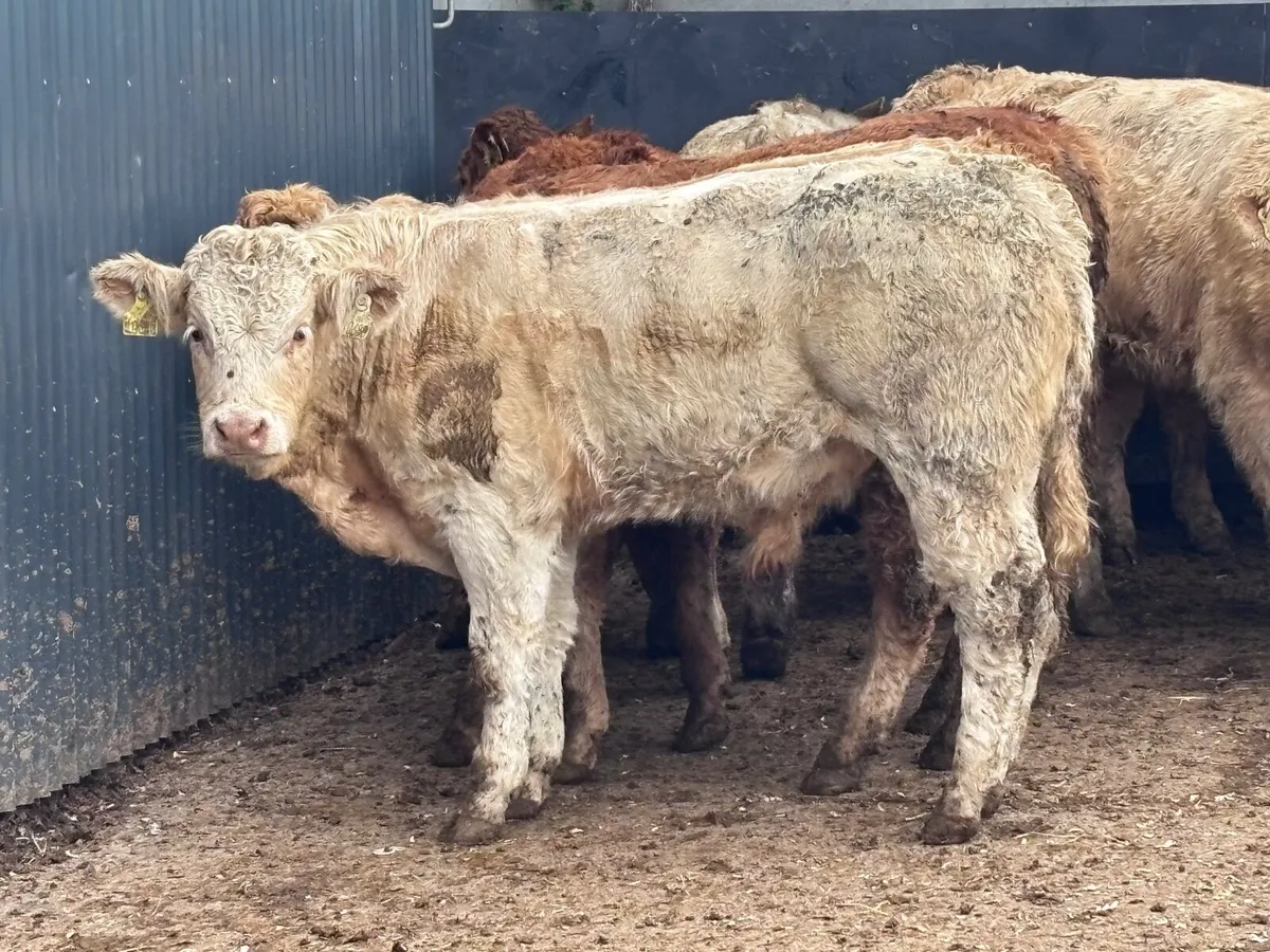 10 smashing Charlaois & Limision bull Weanlings fo - Image 2