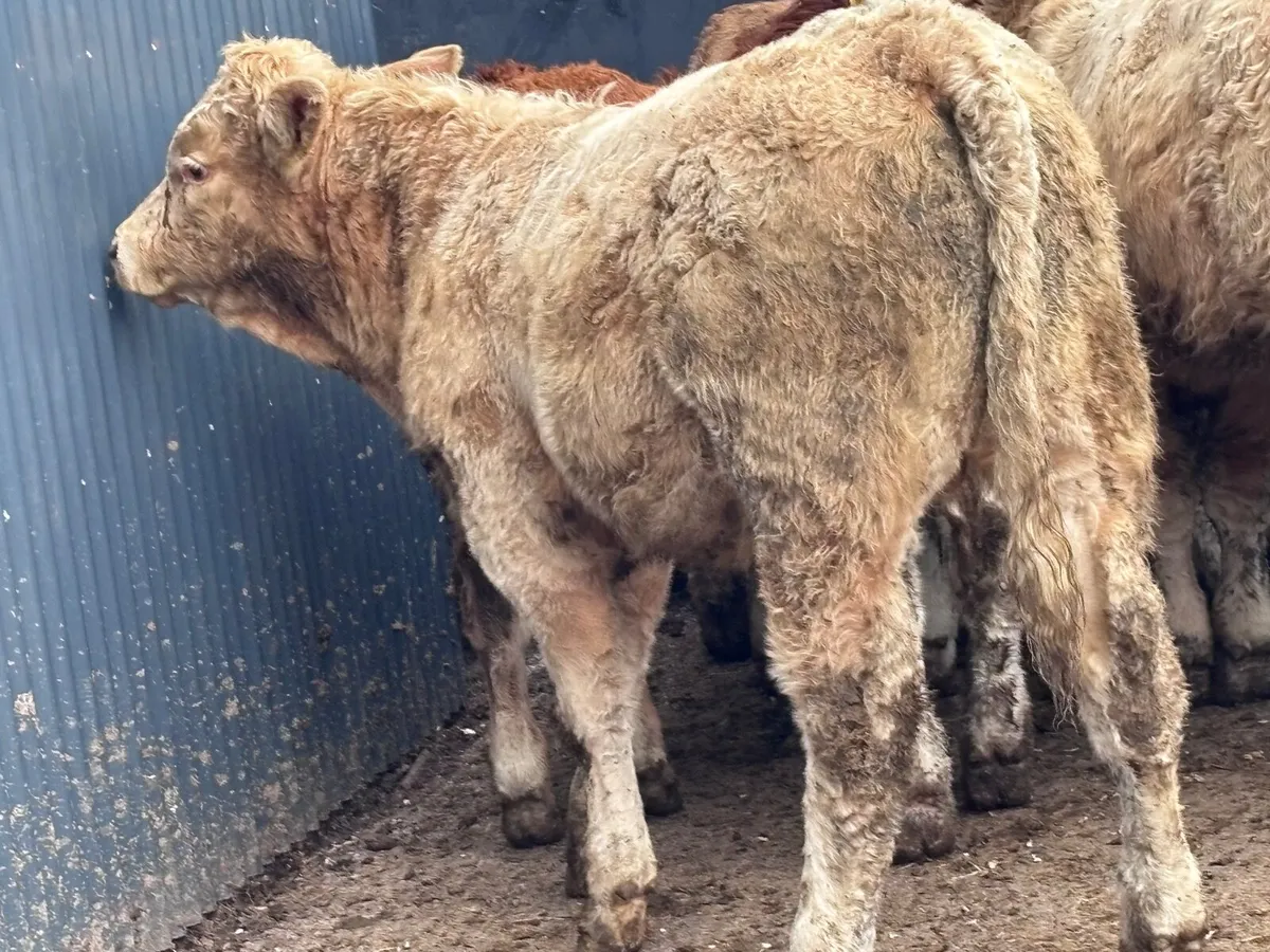 10 smashing Charlaois & Limision bull Weanlings fo - Image 3