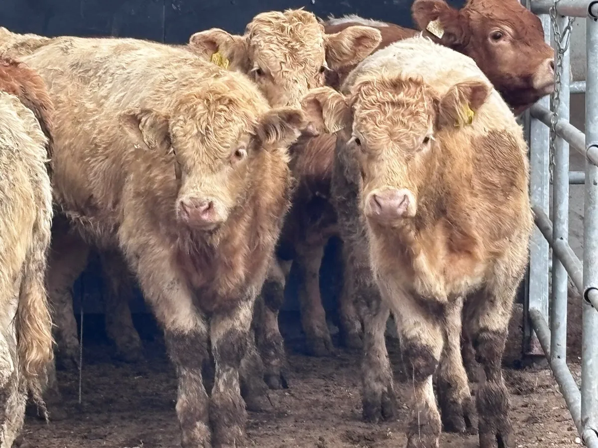 10 smashing Charlaois & Limision bull Weanlings fo - Image 1