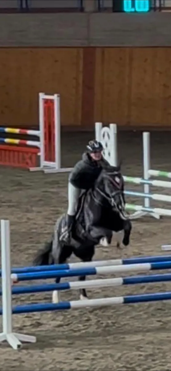 COCO - 138 Mare - Image 2
