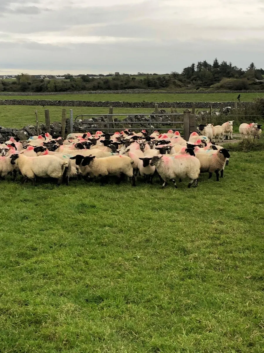 Suffolk X Ewe Lambs - Image 2