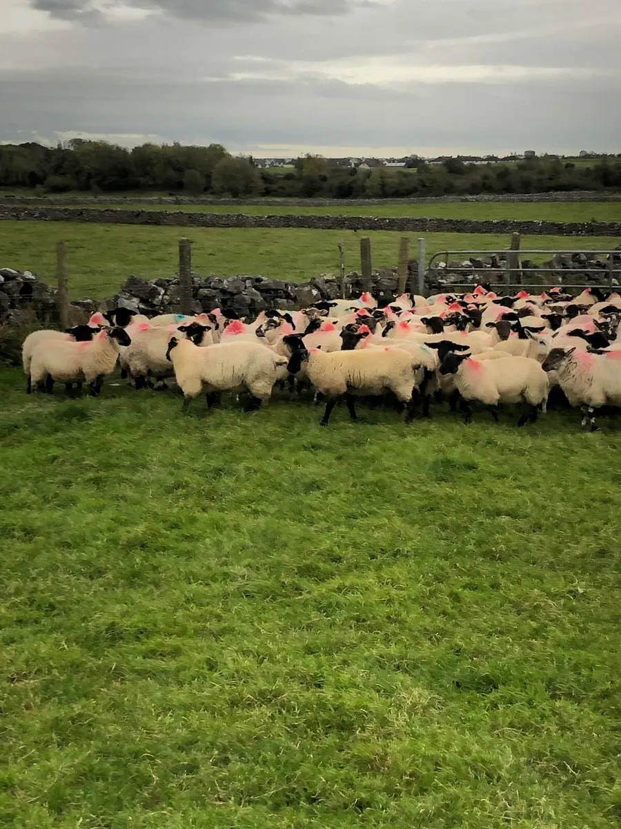 Suffolk X Ewe Lambs - Image 3