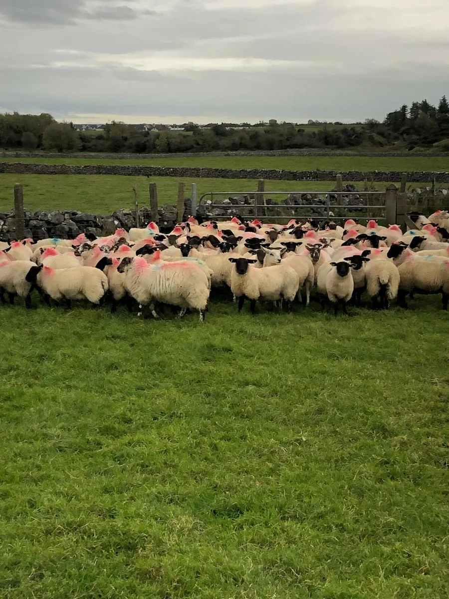 Suffolk X Ewe Lambs - Image 1