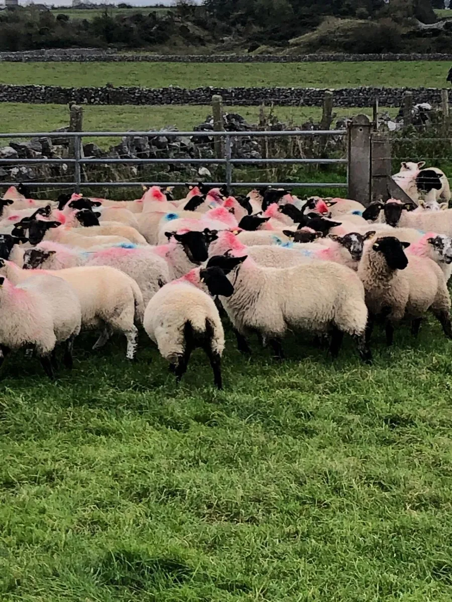 Suffolk X Ewe Lambs - Image 4