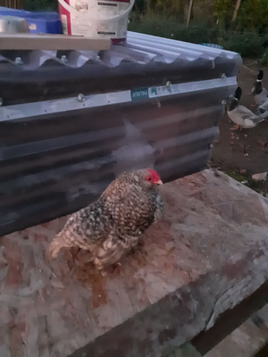 Poultry - Image 3