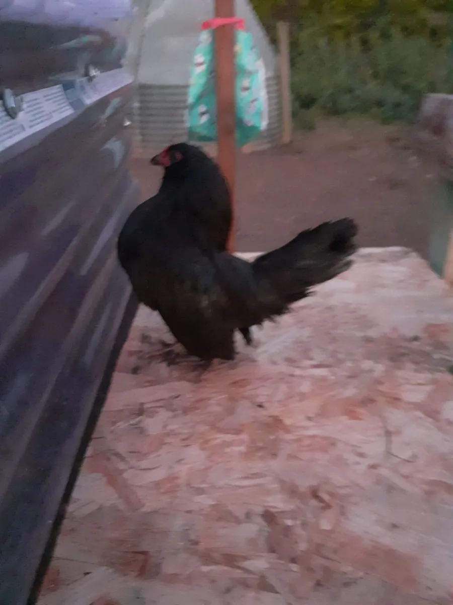 Poultry - Image 1