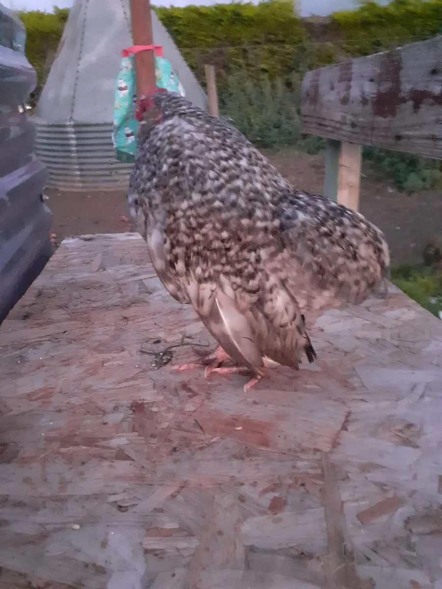 Poultry - Image 4