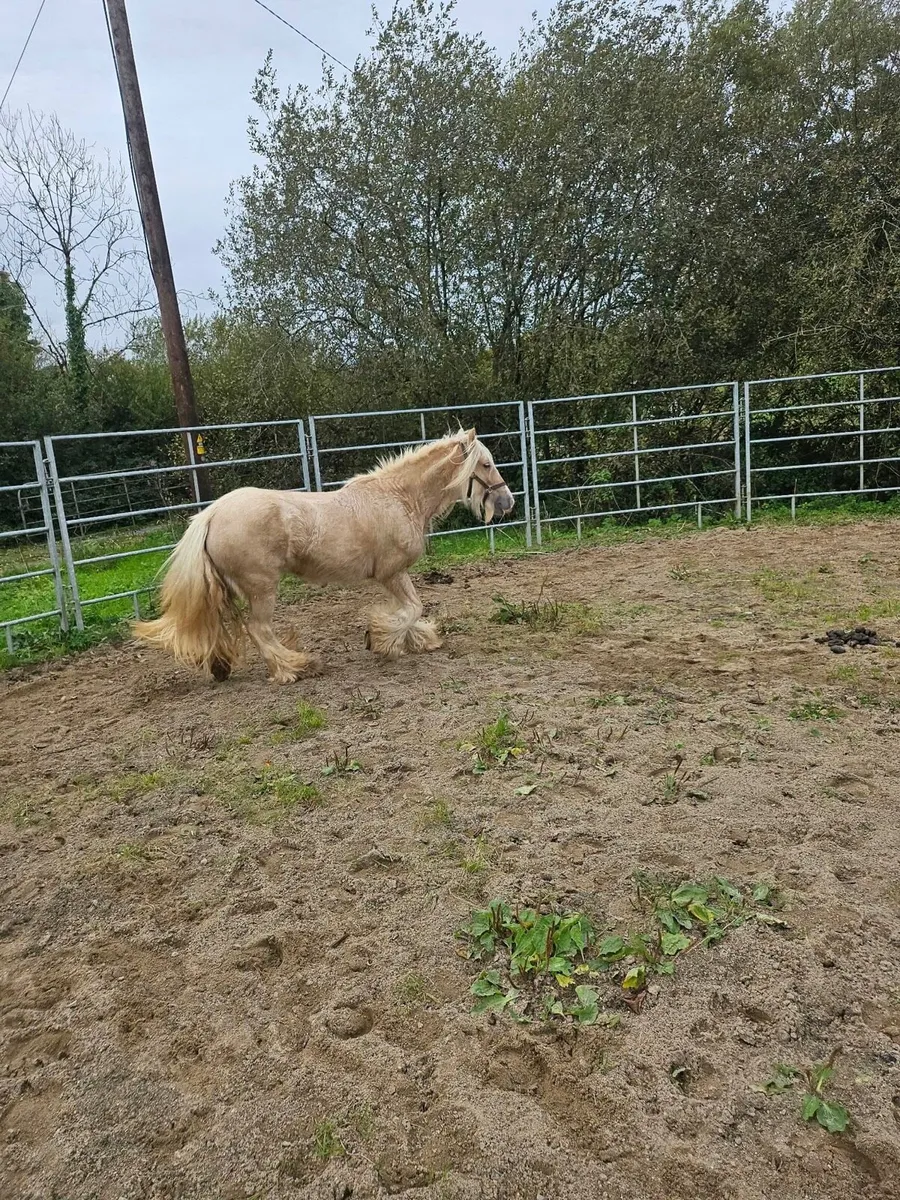 8 year old Palomino mare - Image 3