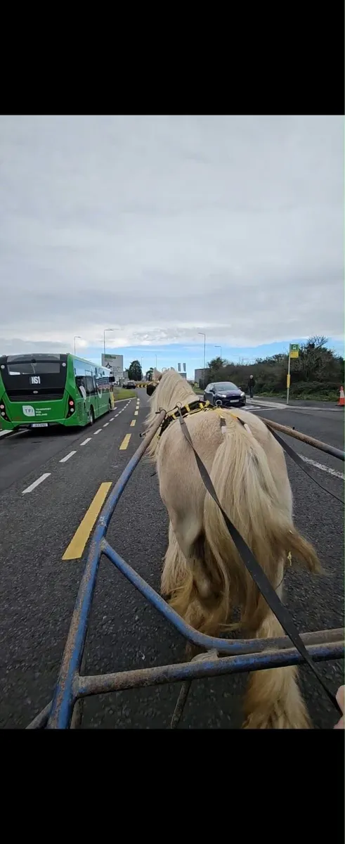 8 year old Palomino mare - Image 4