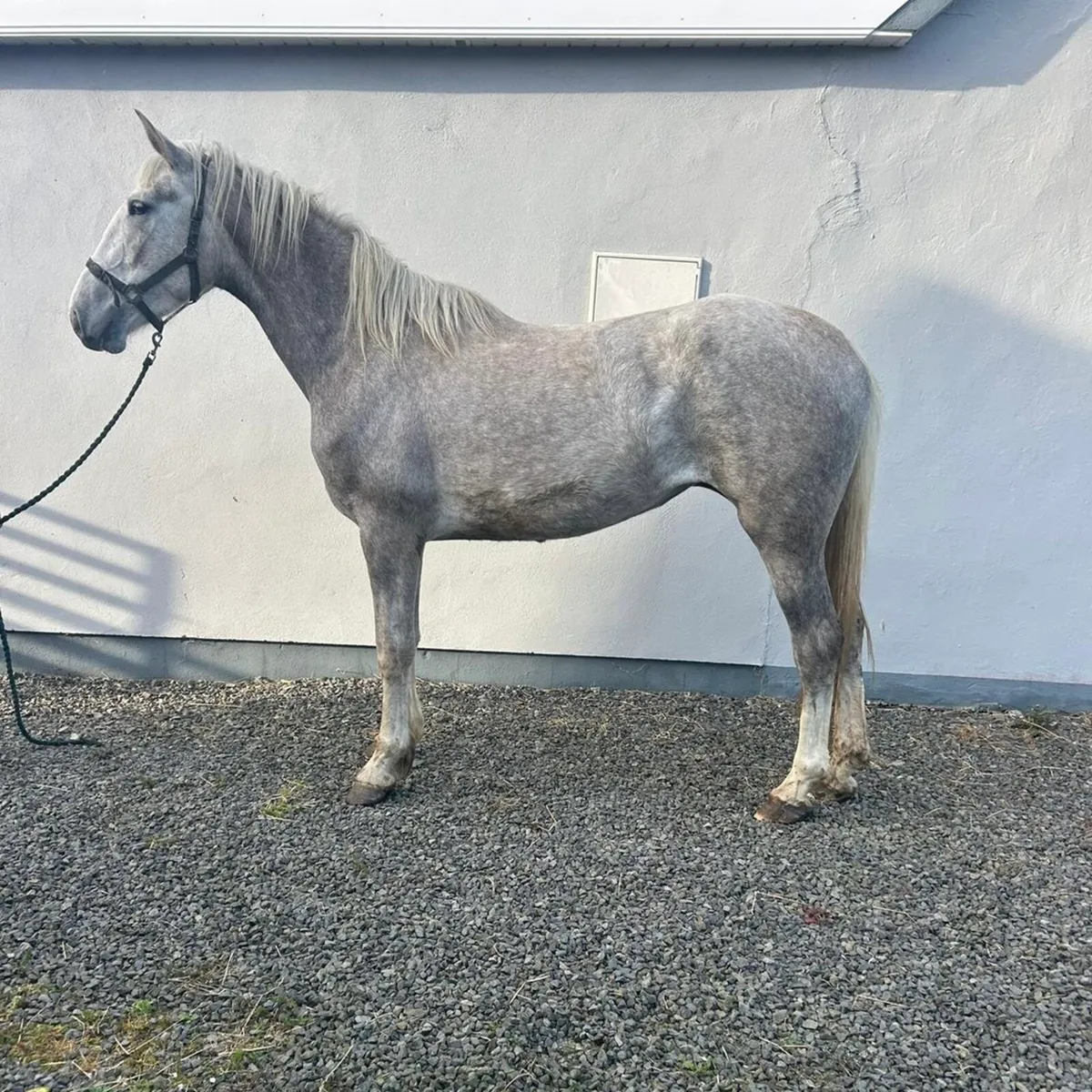 Full Irish draught mare