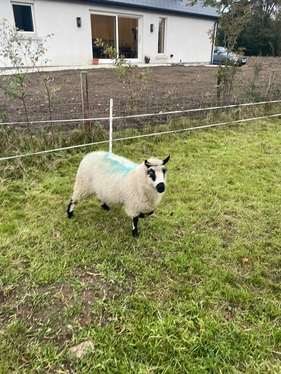 Kerry Hill ewe lamb - Image 3