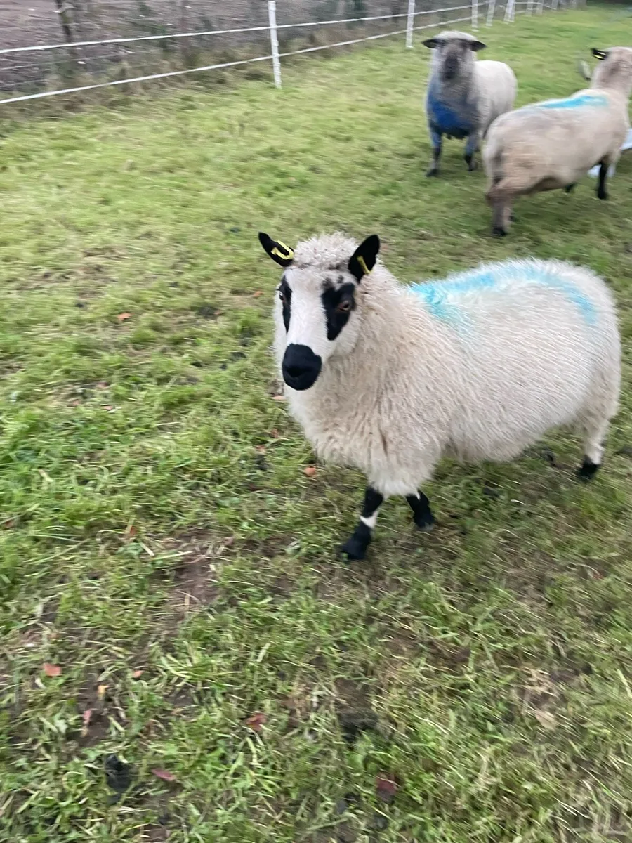 Kerry Hill ewe lamb - Image 4