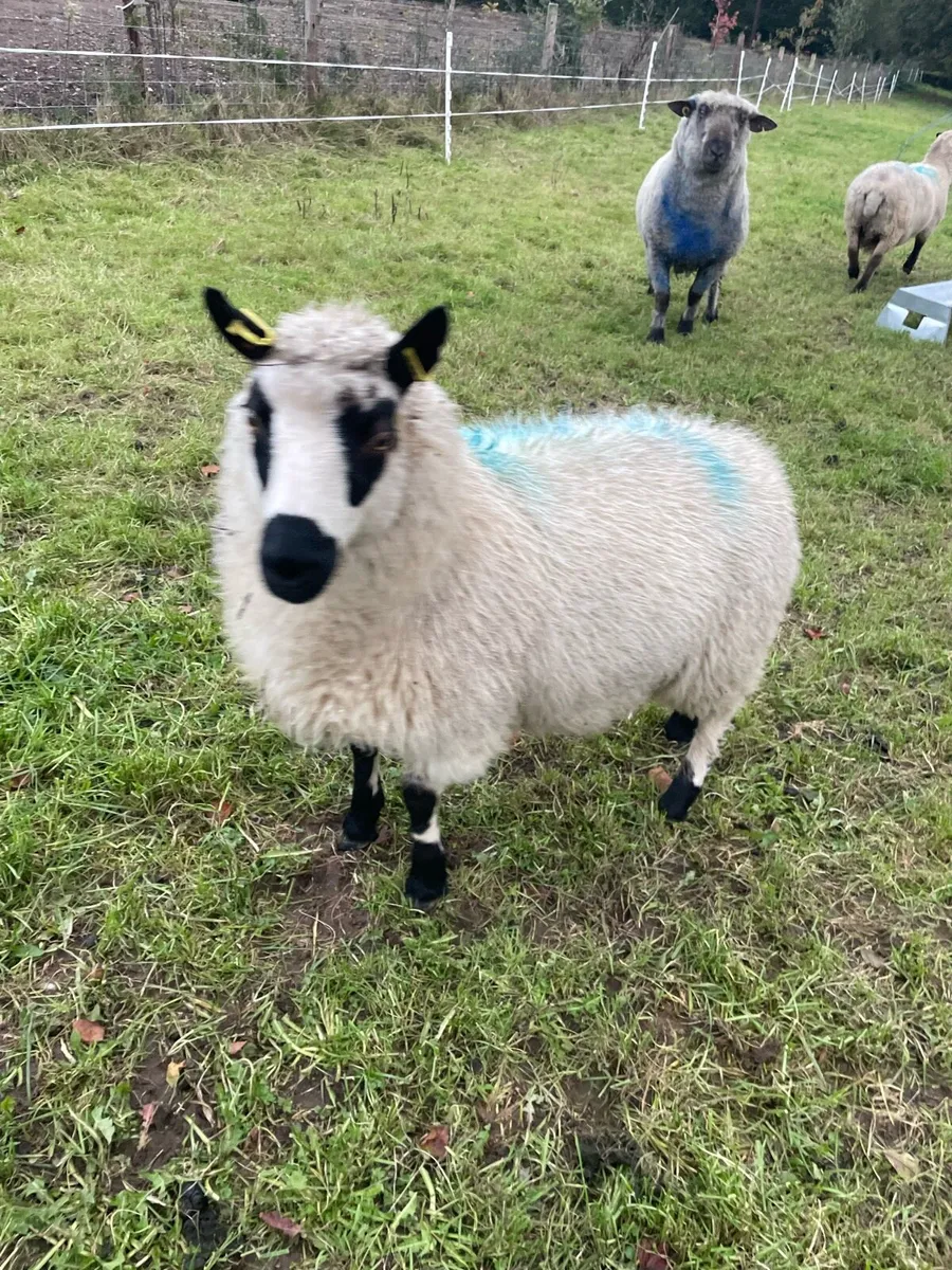 Kerry Hill ewe lamb - Image 1