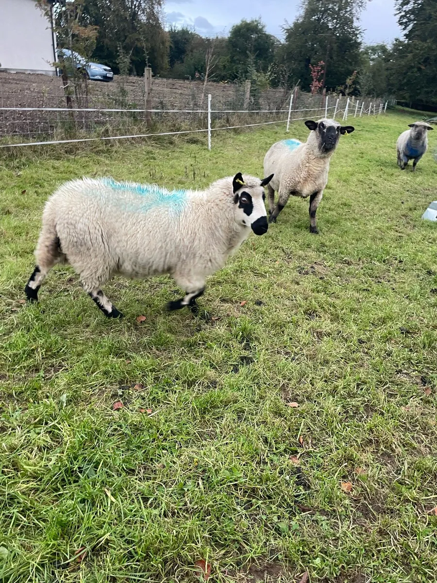 Kerry Hill ewe lamb - Image 2