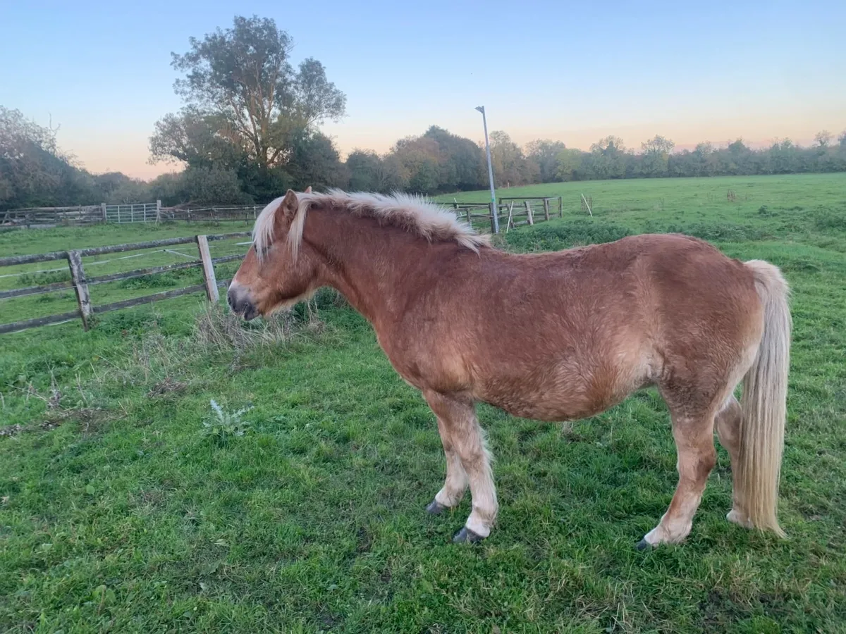 Pony for Sale - Image 1